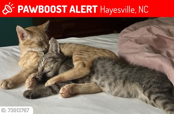 Lost Female Cat last seen Cherrywood drive , Hayesville, NC 28904