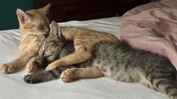 Lost Female Cat last seen Cherrywood drive , Hayesville, NC 28904