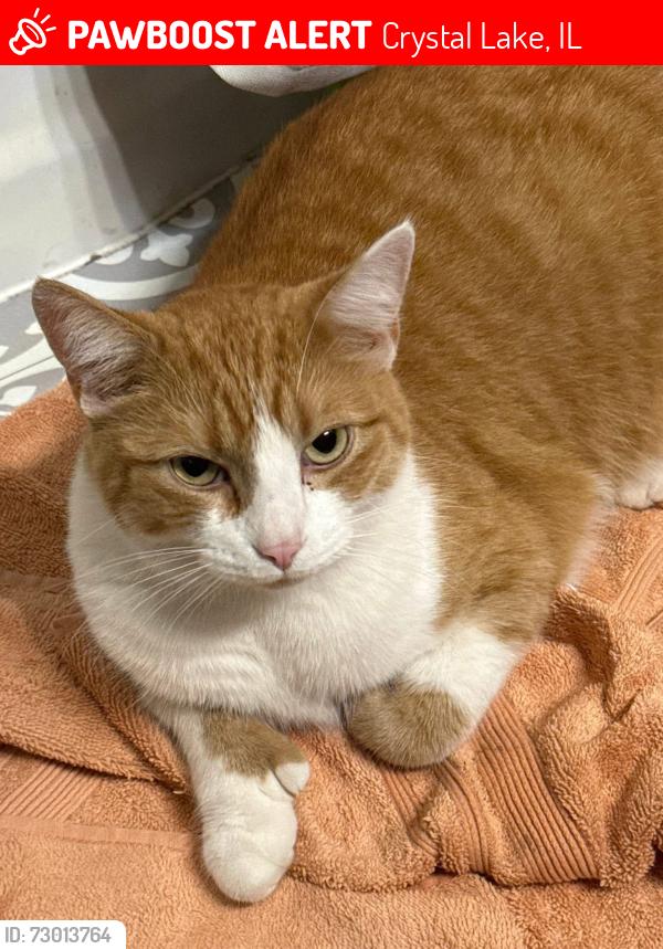 Lost Male Cat last seen Ladd Park Coventry neighborhood , Crystal Lake, IL 60014