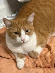 Lost Male Cat last seen Ladd Park Coventry neighborhood , Crystal Lake, IL 60014