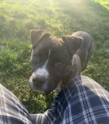 Lost Male Dog last seen Keil Rd NE Aurora OR 97002 , Aurora, OR 97002
