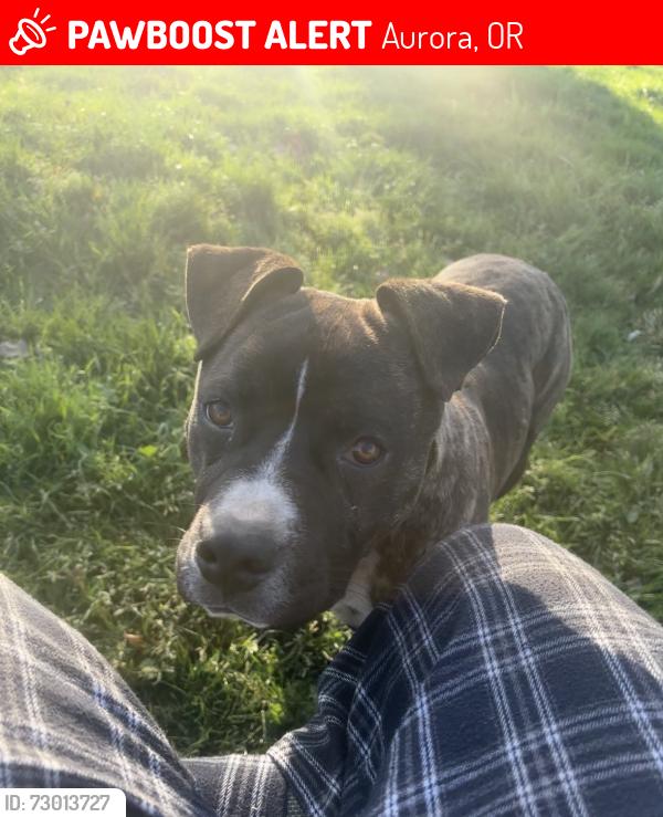 Lost Male Dog last seen Keil Rd NE Aurora OR 97002 , Aurora, OR 97002