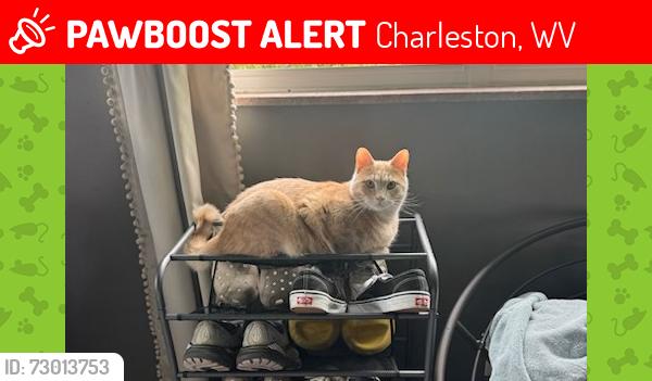 Lost Male Cat last seen No cross street, Charleston, WV 25314