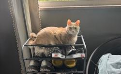 Lost Male Cat last seen No cross street, Charleston, WV 25314