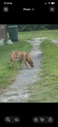 Found/Stray Female Dog last seen Under my hse, Beaumont, TX 77702