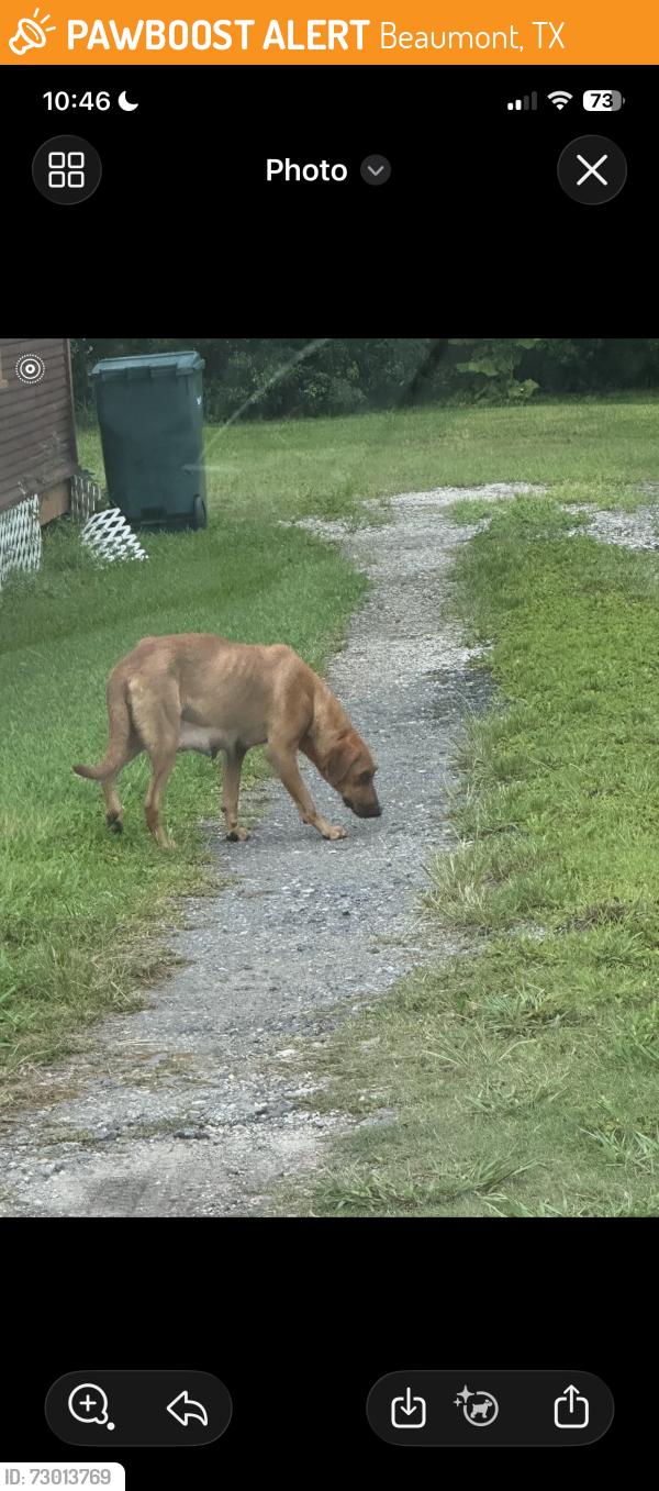 Found/Stray Female Dog last seen Under my hse, Beaumont, TX 77702