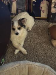 Lost Male Dog last seen Handcock bridge road on the left at a hairy that is beaing remodel and ran in a yard, Barrow County, GA 30680