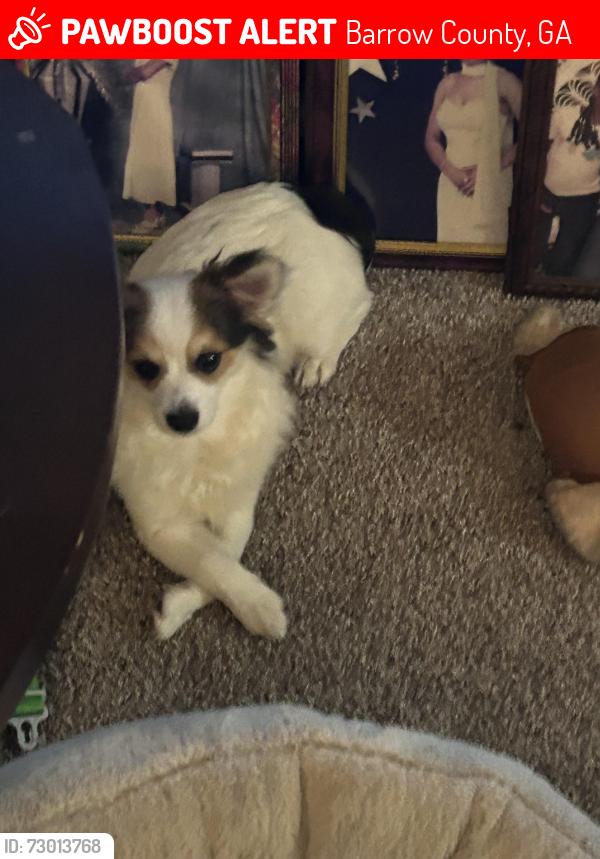 Lost Male Dog last seen Handcock bridge road on the left at a hairy that is beaing remodel and ran in a yard, Barrow County, GA 30680
