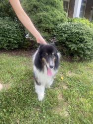Reunited Male Dog last seen Calvert Lane & Tazewell Pike, Knoxville, TN 37918
