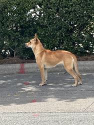 Found/Stray Unknown Dog last seen McDonald’s and Reynolda, Winston-Salem, NC 27106