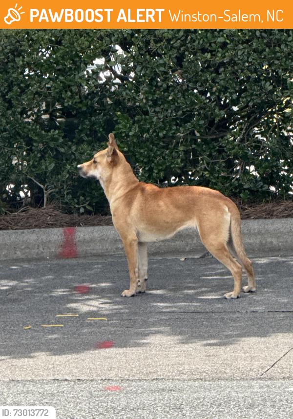 Found/Stray Unknown Dog last seen McDonald’s and Reynolda, Winston-Salem, NC 27106