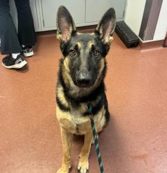 Shelter Stray Male Dog last seen Near Odonnell, SAN LEANDRO, CA, 94577, 8323 Baldwin St, Oakland, CA 94621, USA