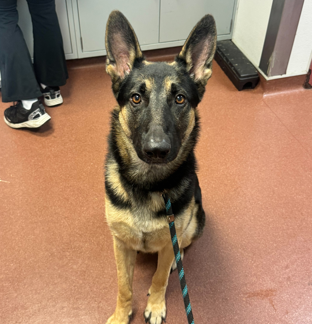 Shelter Stray Male Dog last seen Near Odonnell, SAN LEANDRO, CA, 94577, 8323 Baldwin St, Oakland, CA 94621, USA