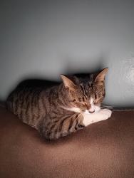 Lost Female Cat last seen Presidente super market, Miami, FL 33147
