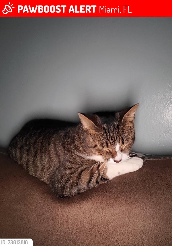 Lost Female Cat last seen Presidente super market, Miami, FL 33147