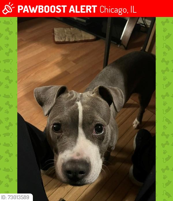 Lost Female Dog last seen Near s. Anthony Ave, Chicago, IL 60619