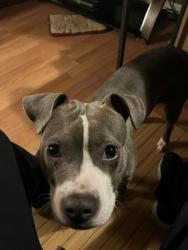 Lost Female Dog last seen Near s. Anthony Ave, Chicago, IL 60619