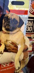 Found/Stray Unknown Dog last seen Home Depot Madison/Indiana, Riverside, CA 92504