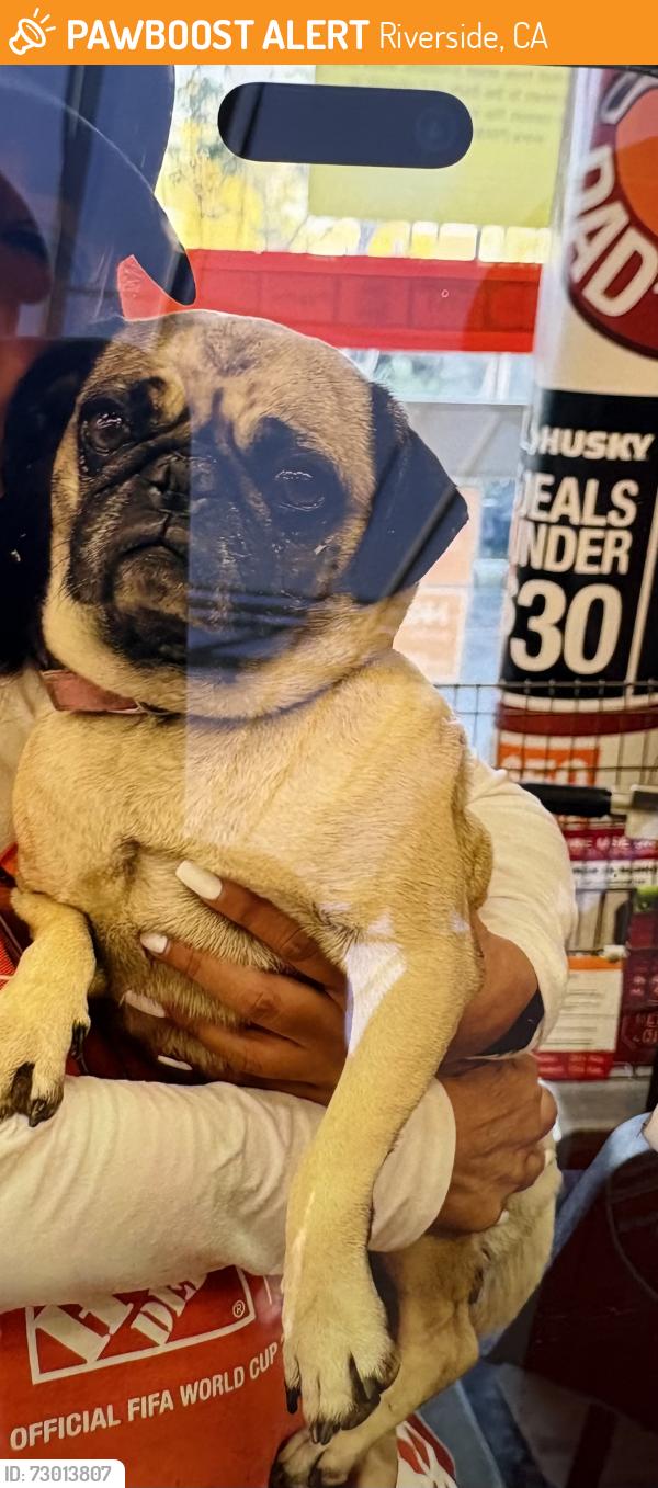 Found/Stray Unknown Dog last seen Home Depot Madison/Indiana, Riverside, CA 92504