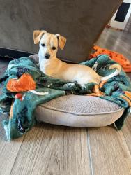 Lost Female Dog last seen E Cesar Chavez, San Antonio, TX 78205