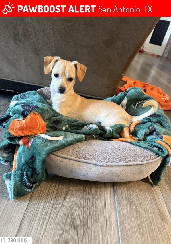 Lost Female Dog last seen E Cesar Chavez, San Antonio, TX 78205