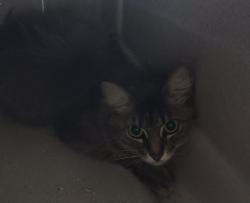 Found/Stray Female Cat last seen Fern st, Cocoa, FL 32923