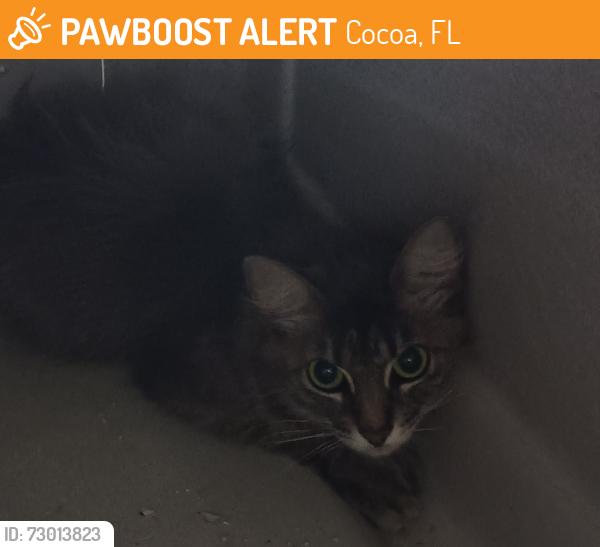 Found/Stray Female Cat last seen Fern st, Cocoa, FL 32923