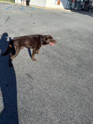 Reunited Male Dog last seen Gulf Gas, Fullerton Ave, Allentown, PA 18102