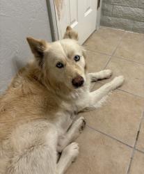 Found/Stray Male Dog last seen Ruthrauff and La Cholla, Tucson, AZ 85705