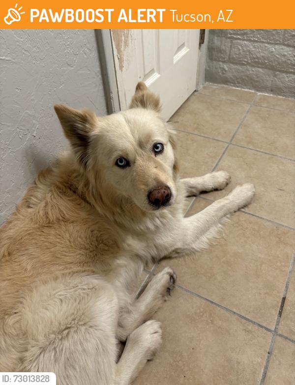 Found/Stray Male Dog last seen Ruthrauff and La Cholla, Tucson, AZ 85705