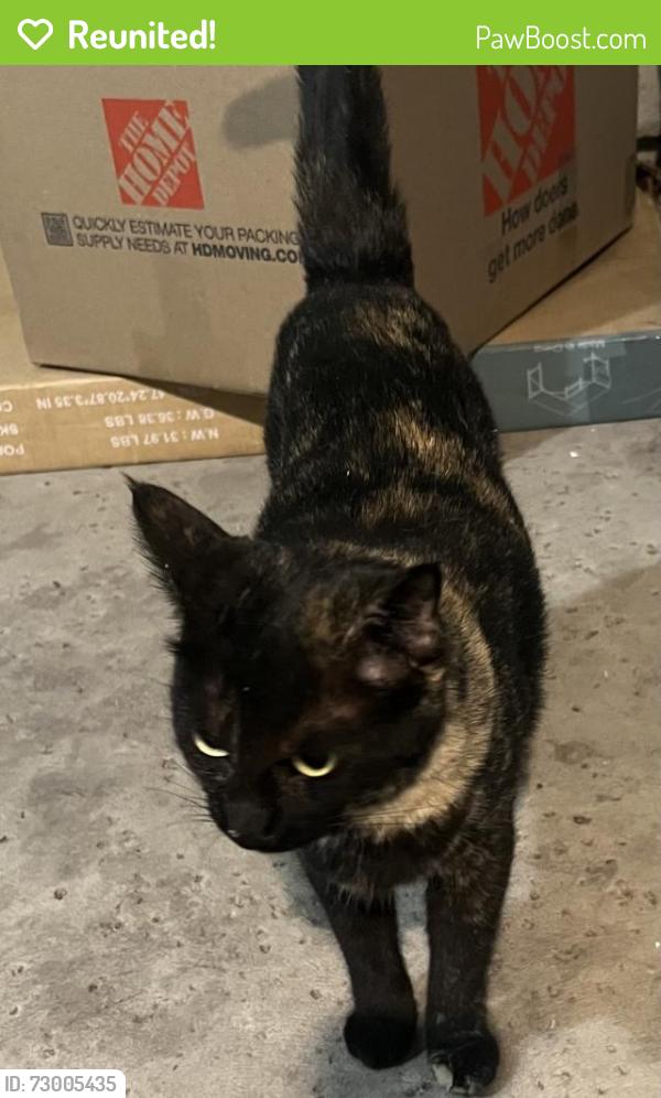 Reunited Unknown Cat last seen Scottsdale, Scottsdale, AZ 85259
