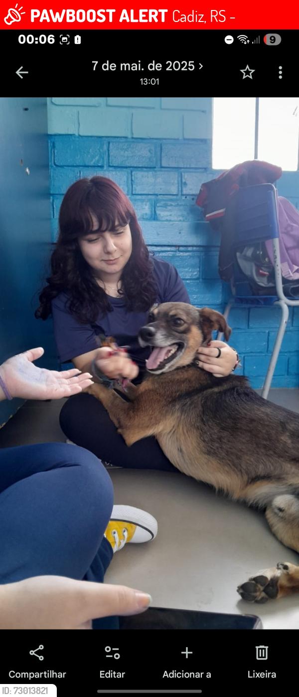 Lost Male Dog last seen perto do parque de rodeio, Cadiz, RS 94199-000