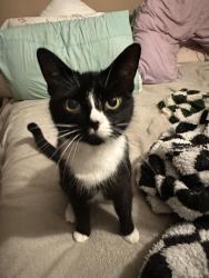 Lost Female Cat last seen SS14 1qf, Essex, England SS14 1QF