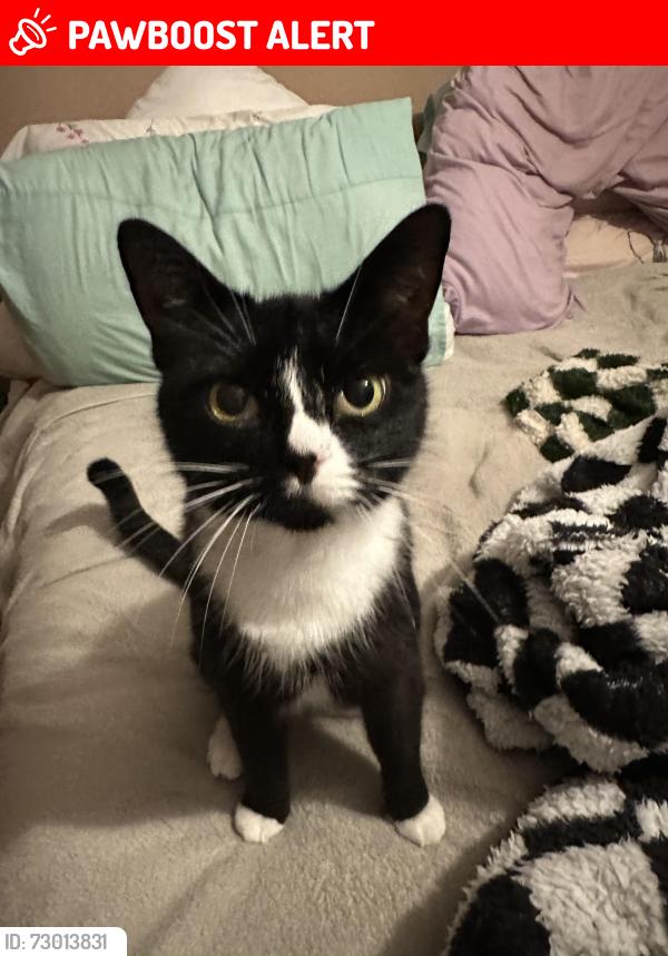 Lost Female Cat last seen SS14 1qf, Essex, England SS14 1QF