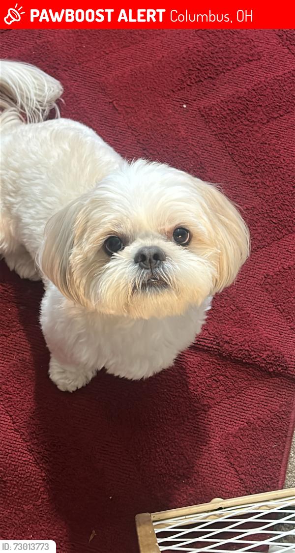 Lost Male Dog last seen Teak wood apmts , Columbus, OH 43229