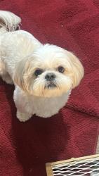 Lost Male Dog last seen Teak wood apmts , Columbus, OH 43229