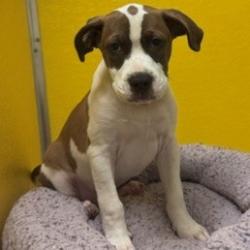 Shelter Stray Male Dog last seen , 3428 S Jenkins Ave, Norman, OK 73072, USA