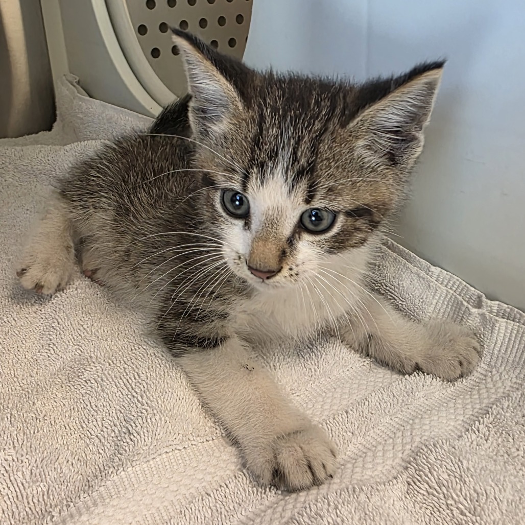 Shelter Stray Male Cat last seen , 3428 S Jenkins Ave, Norman, OK 73072, USA