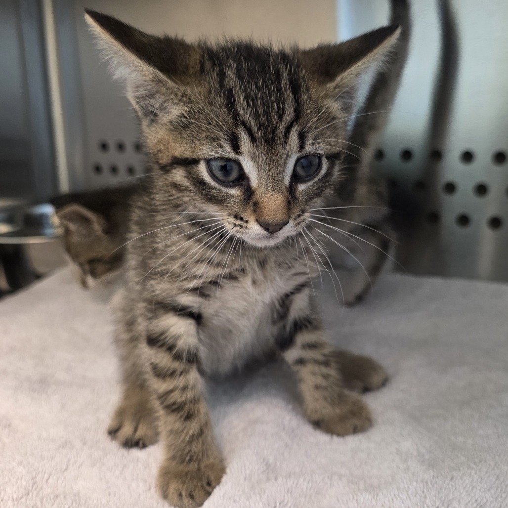 Shelter Stray Female Cat last seen , 3428 S Jenkins Ave, Norman, OK 73072, USA