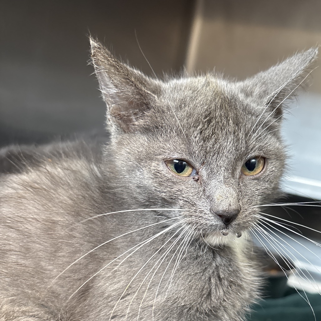Shelter Stray Female Cat last seen , 54687 Co Rd 19, Bristol, IN 46507, USA
