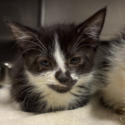 Shelter Stray Female Cat last seen , 54687 Co Rd 19, Bristol, IN 46507, USA