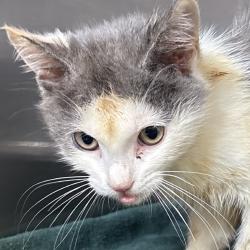 Shelter Stray Male Cat last seen , 54687 Co Rd 19, Bristol, IN 46507, USA