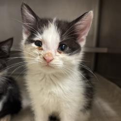 Shelter Stray Male Cat last seen , 54687 Co Rd 19, Bristol, IN 46507, USA