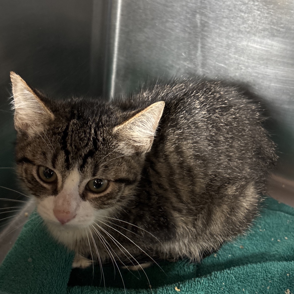 Shelter Stray Female Cat last seen , 54687 Co Rd 19, Bristol, IN 46507, USA