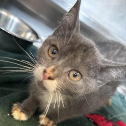 Shelter Stray Female Cat last seen , 54687 Co Rd 19, Bristol, IN 46507, USA