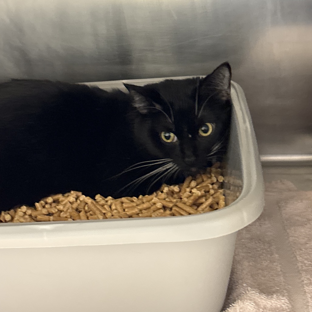 Shelter Stray Male Cat last seen , 54687 Co Rd 19, Bristol, IN 46507, USA