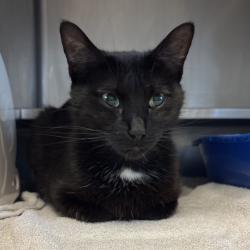 Shelter Stray Female Cat last seen , 54687 Co Rd 19, Bristol, IN 46507, USA
