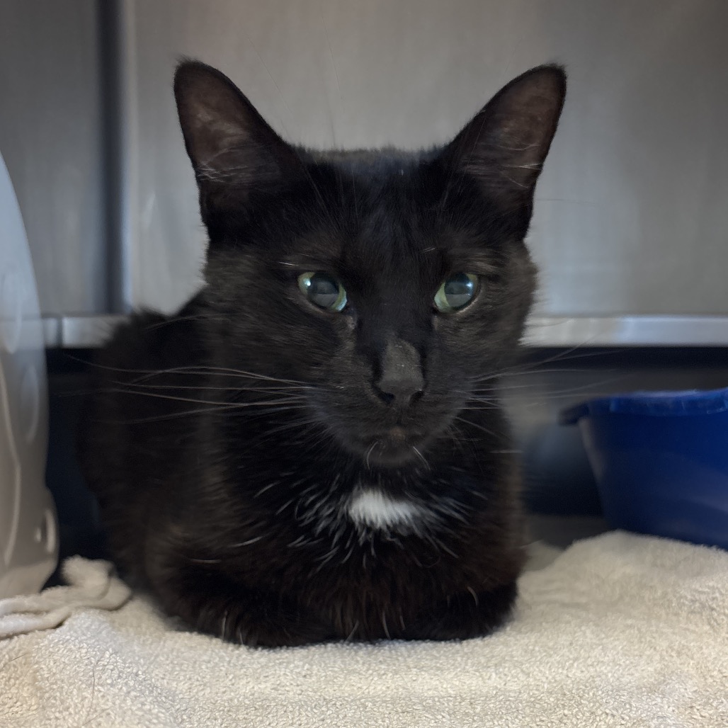 Shelter Stray Female Cat last seen , 54687 Co Rd 19, Bristol, IN 46507, USA