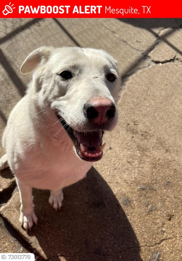 Lost Female Dog last seen Ashwood Dr by Florence elementary school, Mesquite, TX 75150