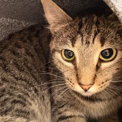 Shelter Stray Female Cat last seen , 328 Furman Hall Rd, Greenville, SC 29609, USA